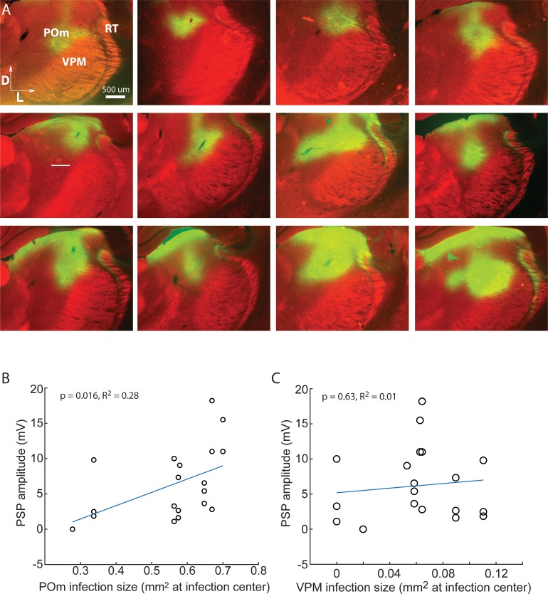 Figure 4—figure supplement 1.