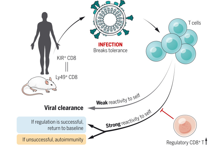 The proposed role of CD8+ regulatory T cells in peripheral tolerance.