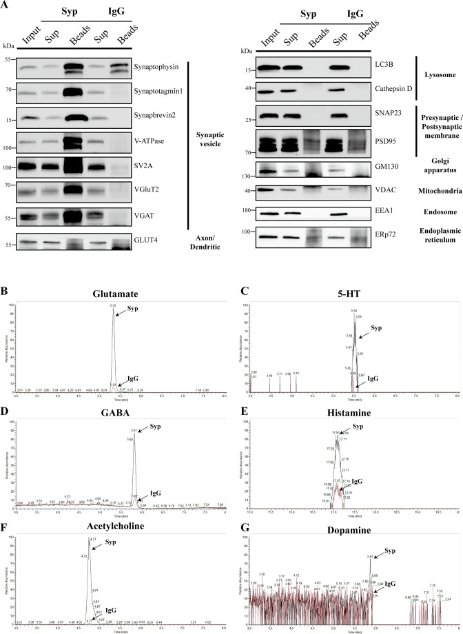 Figure 5—figure supplement 1.