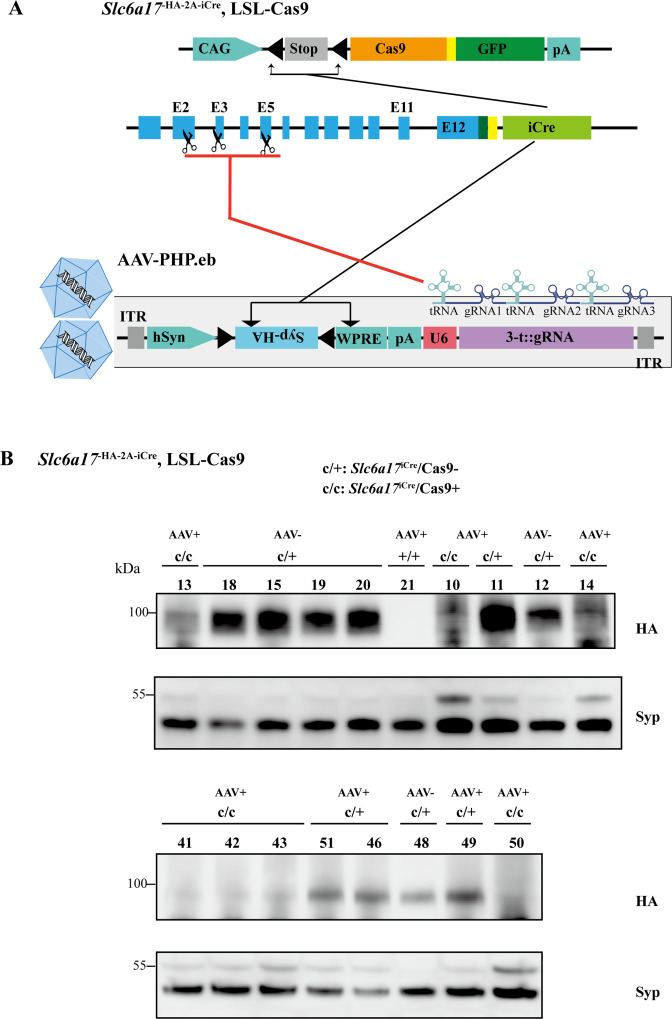 Figure 9—figure supplement 1.