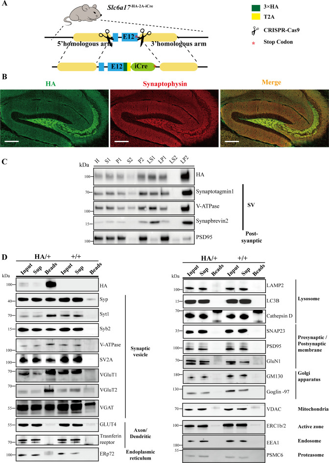 Figure 4—figure supplement 1.