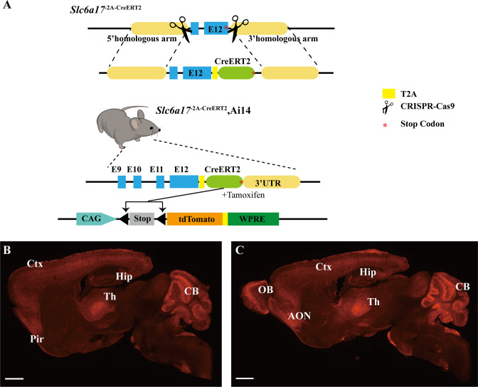 Figure 1—figure supplement 1.