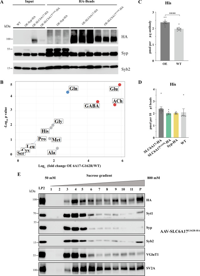 Figure 7—figure supplement 1.