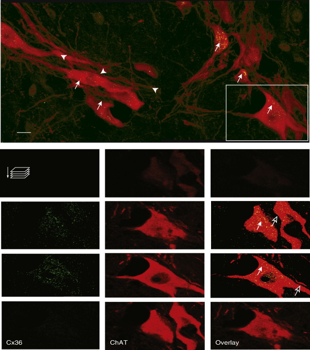 Fig. 3