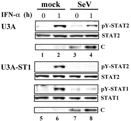 FIG. 8.