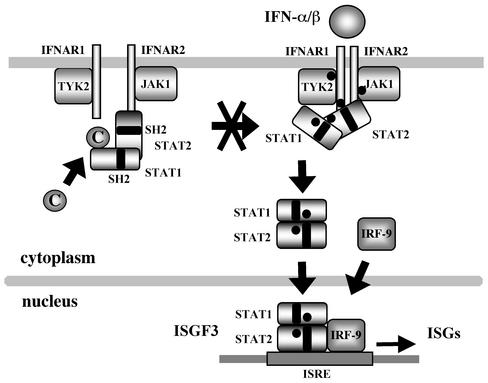 FIG. 9.