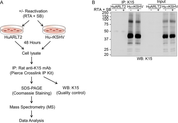 FIG 1