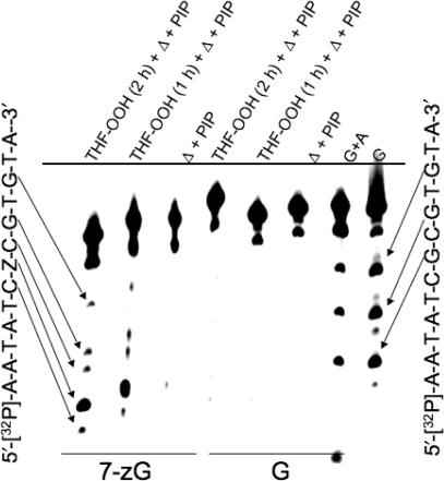 Figure 11.