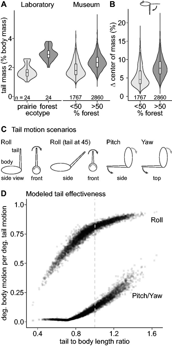 Tail Length Evolution in Deer Mice: Linking Morphology, Behavior, and ...