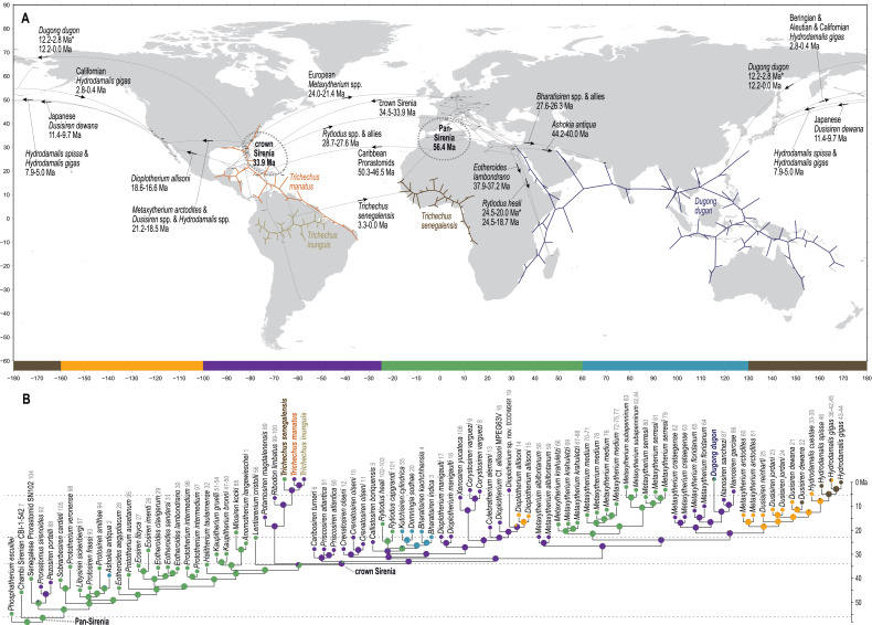 Total evidence time-scaled phylogenetic and biogeographic models for ...