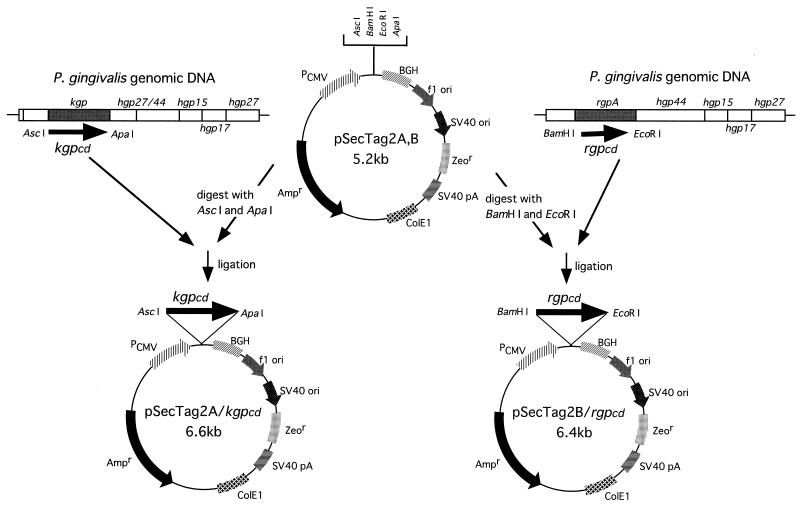 FIG. 1