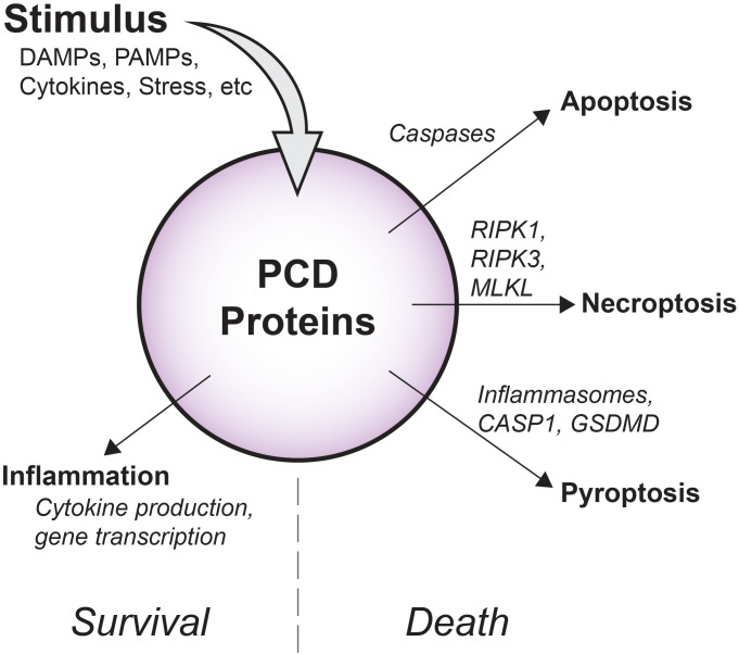 Figure 1