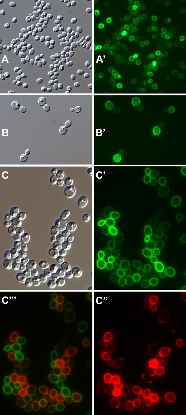 Fig 10