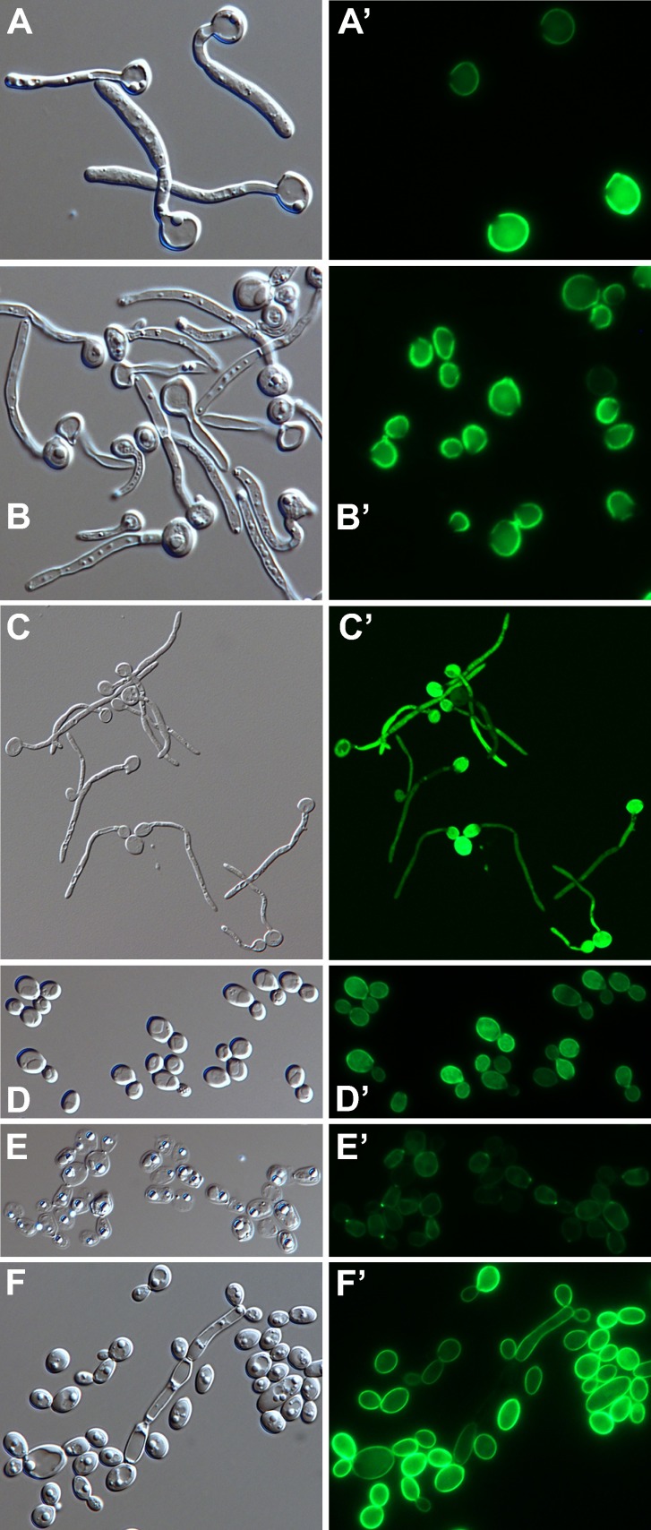 Fig 11