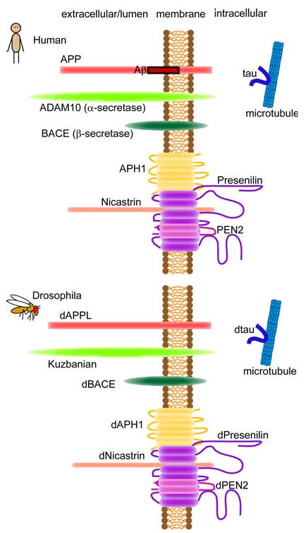 Fig. 1