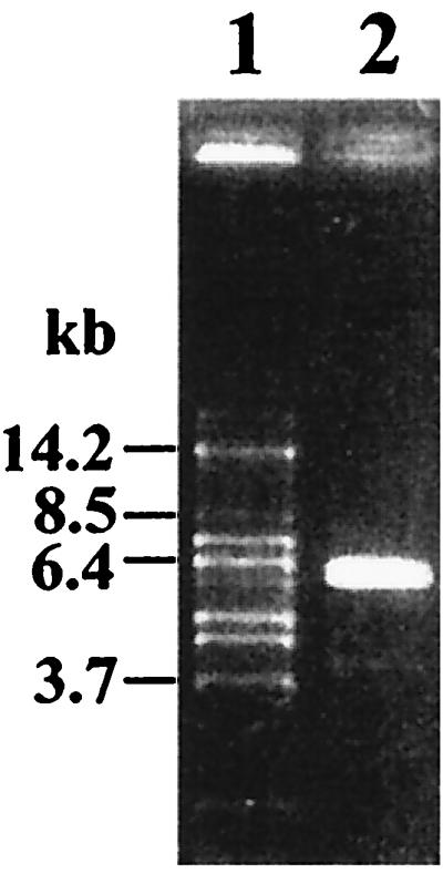 FIG. 1