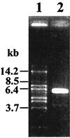 FIG. 1