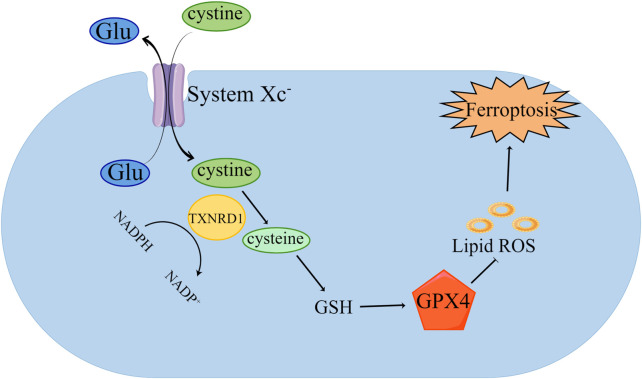 FIGURE 1