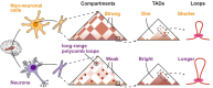 Graphical Abstract
