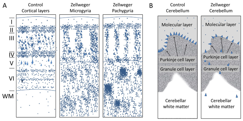 Fig.2