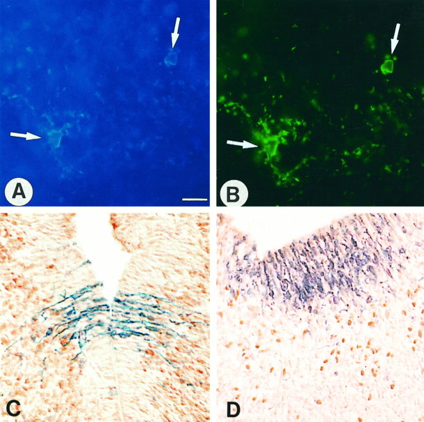 Fig. 2.