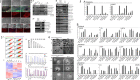 Fig. 13