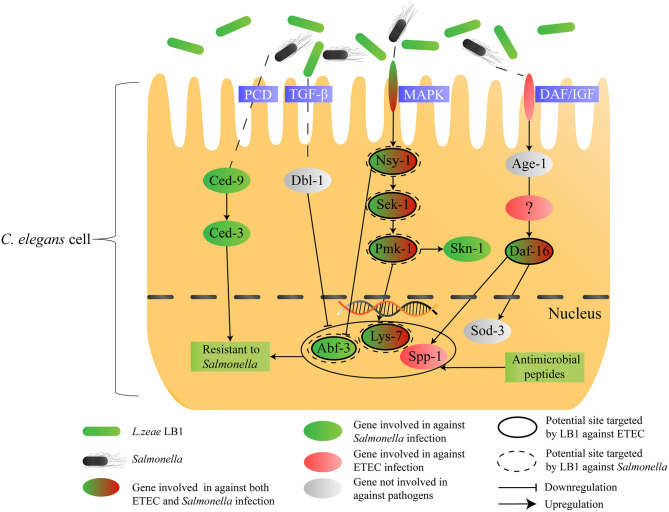 Figure 6