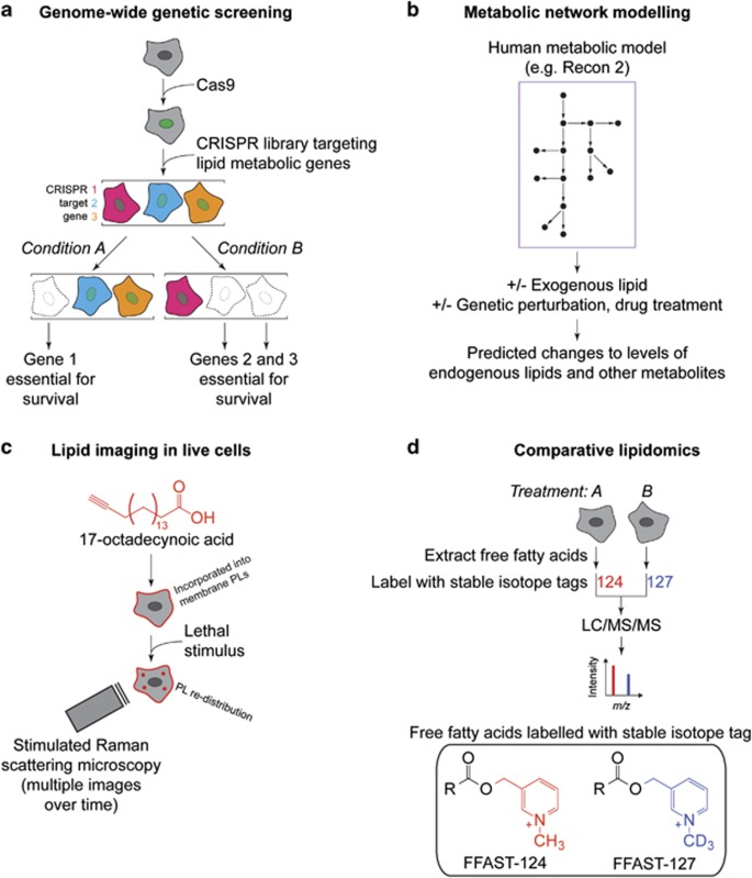 New tools and technologies for analyzing the role of lipids in cell death