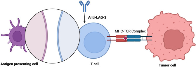 Fig. 2