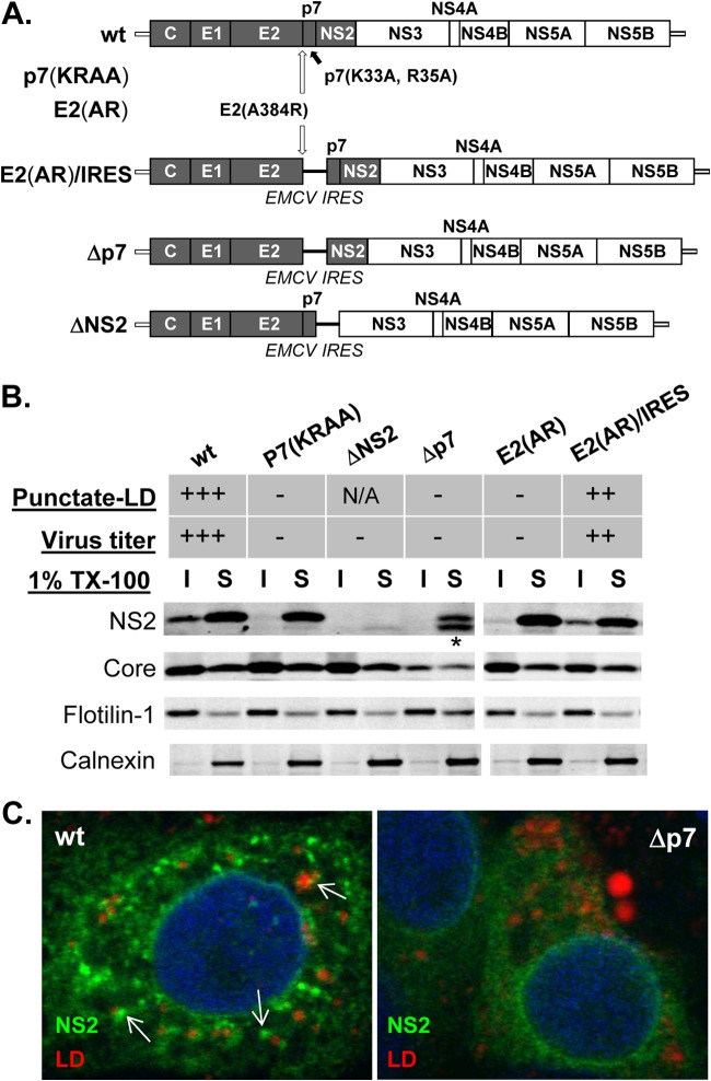 FIG 1