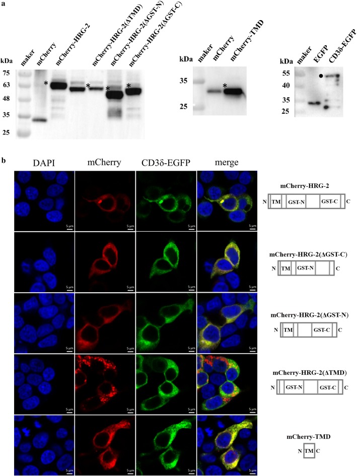 Fig. 4