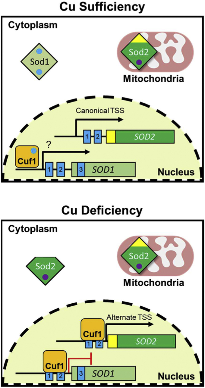 Figure 10