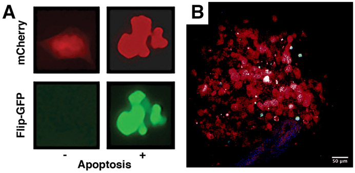 Figure 3.