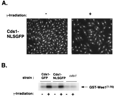 FIG. 7