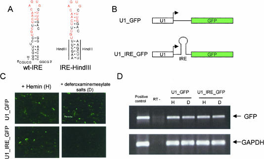 FIGURE 1.