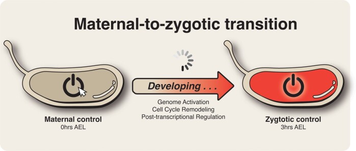 Graphical Abstract