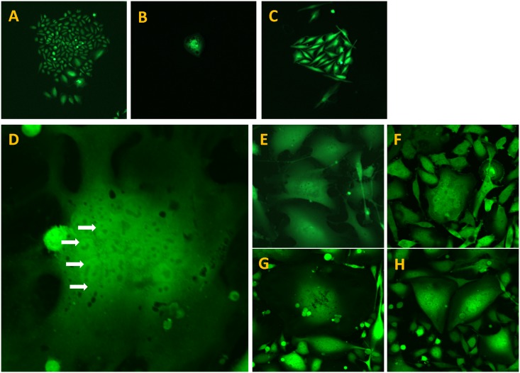 Fig 2