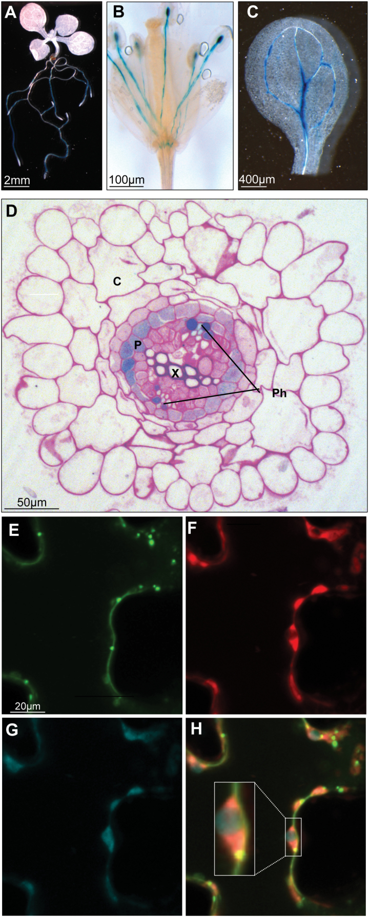 Fig. 3.