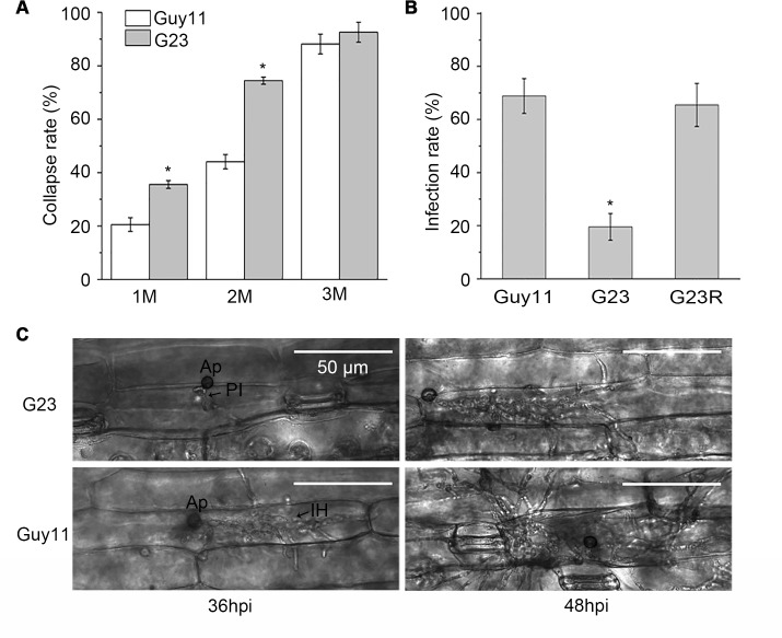 Fig 6