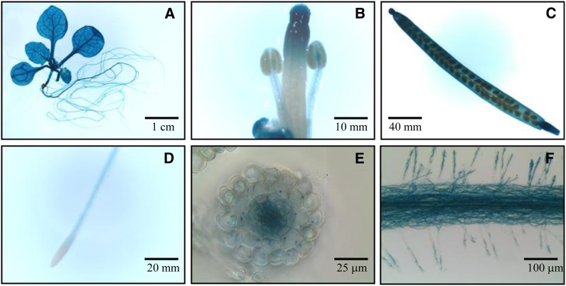 Figure 5.