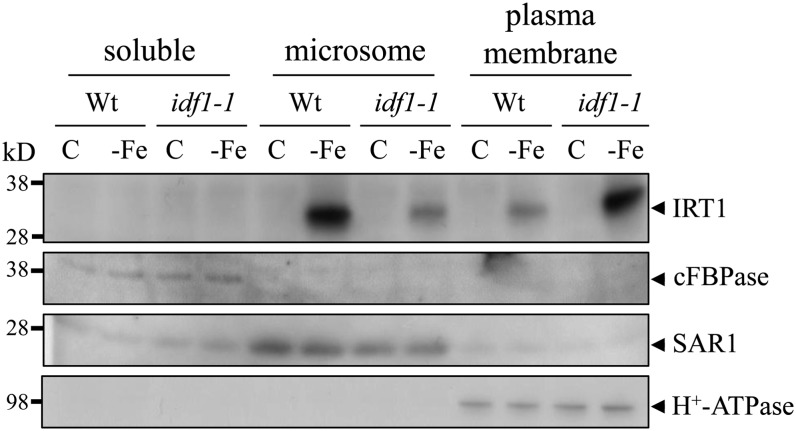 Figure 9.