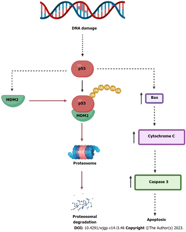 Role of p53 suppression in the pathogenesis of hepatocellular carcinoma ...