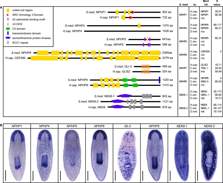 Figure 5—figure supplement 1.