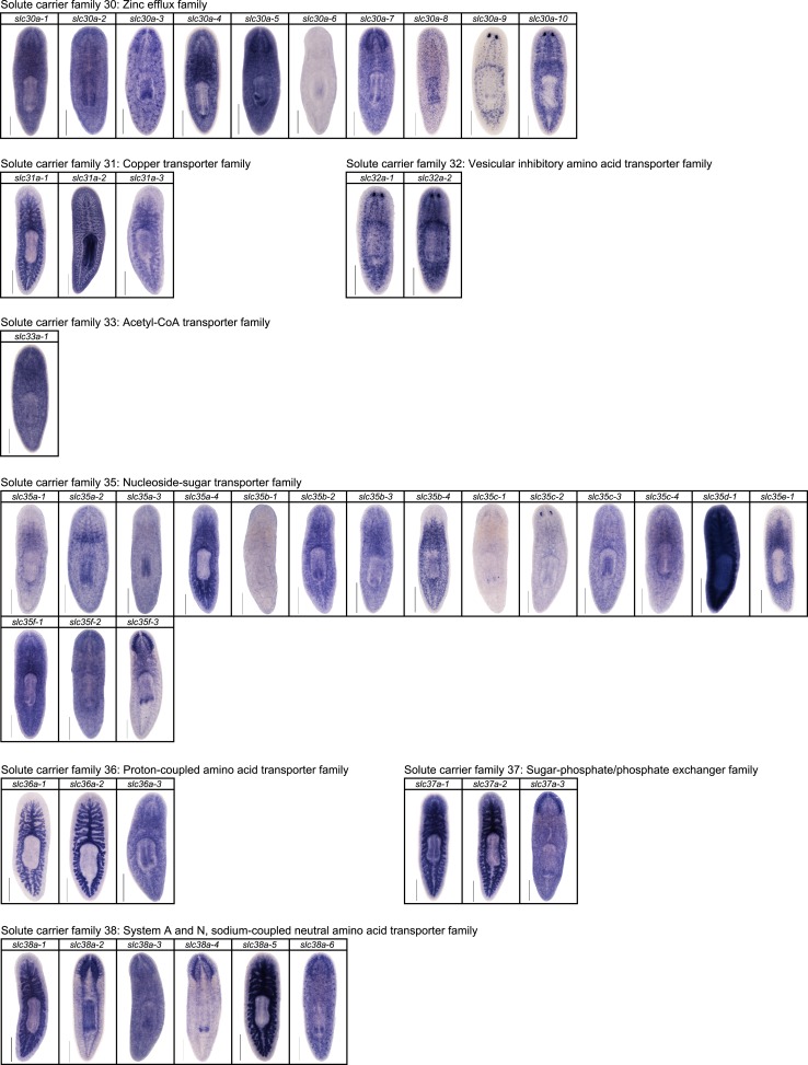 Figure 2—figure supplement 12.