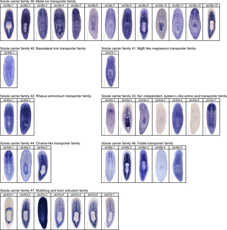 Figure 2—figure supplement 13.