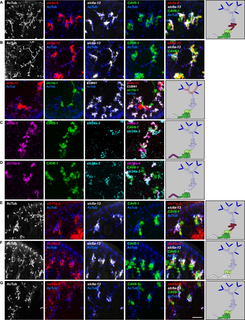 Figure 2—figure supplement 18.