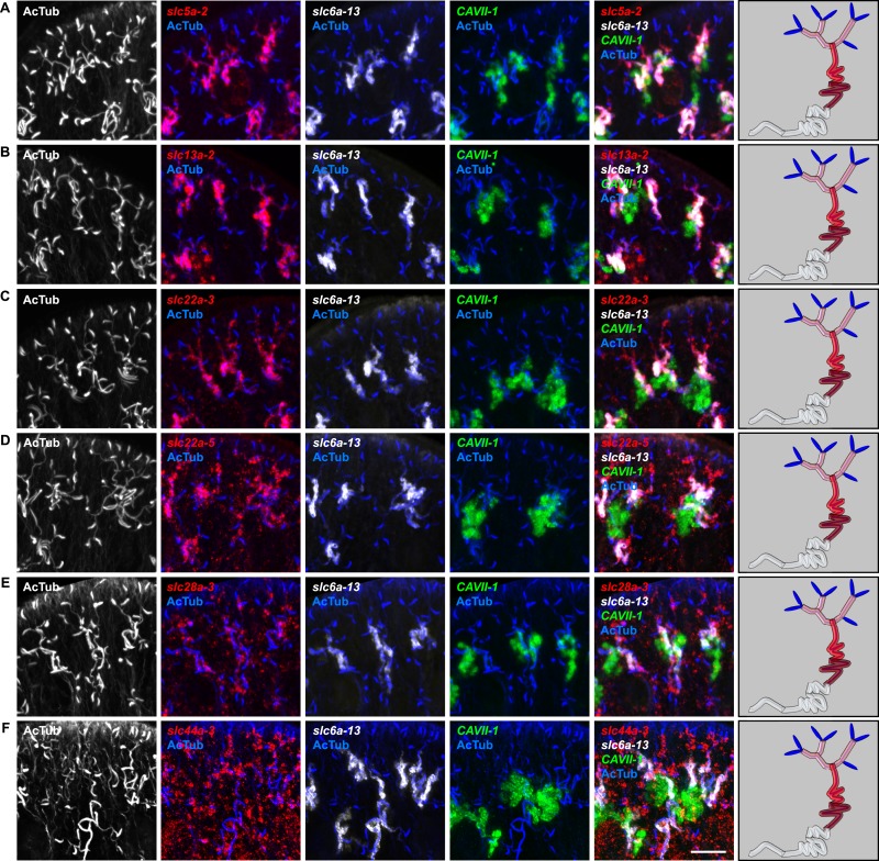 Figure 2—figure supplement 14.