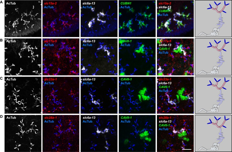 Figure 2—figure supplement 15.