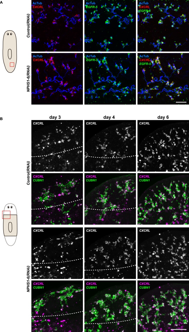 Figure 4—figure supplement 2.