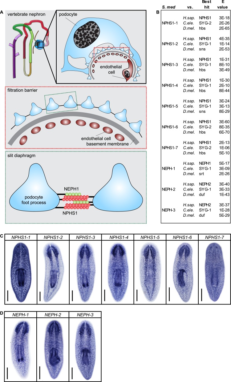 Figure 4—figure supplement 1.